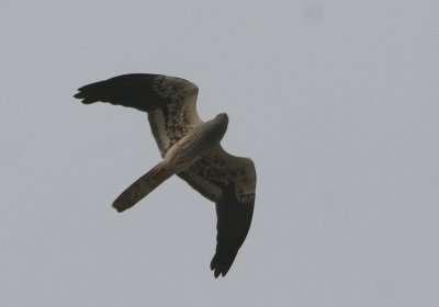 Montagu's Harrier