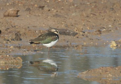 Northern Lapwing