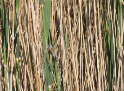 Penduline Tit