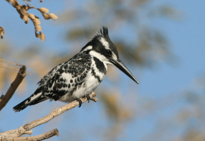 Pied Kingfisher