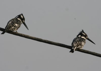 Pied Kingfisher