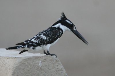 Pied Kingfisher