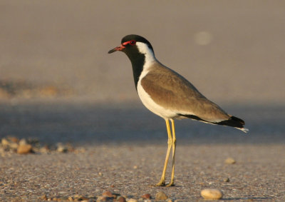 Red-wattled Lapwing