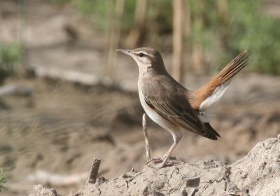 Rufous-tailed Scrub Robin