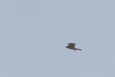 Eurasian Sparrowhawk