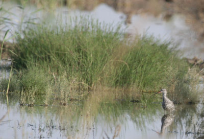 Spotted Redshank