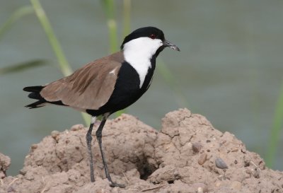 Spur-winged Plover