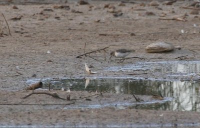 Temminck's Stint