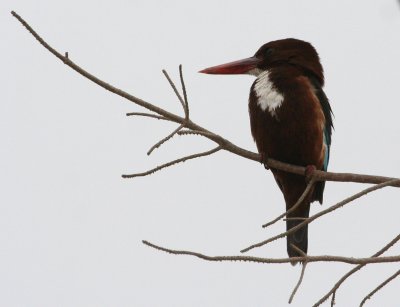 White-throated Kingfisher