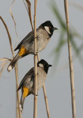 White-cheeked Bulbul