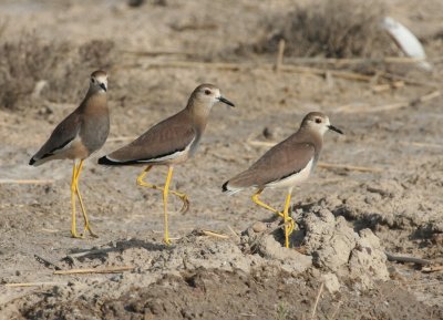 White-tailed Lapwing