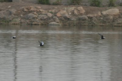 White-winged Tern