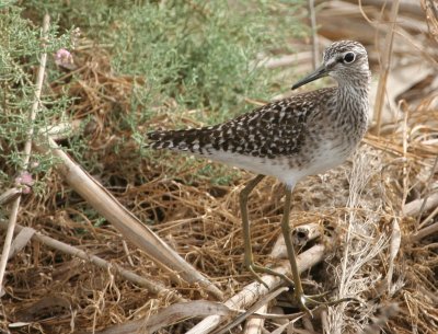 Wood Sandpiper