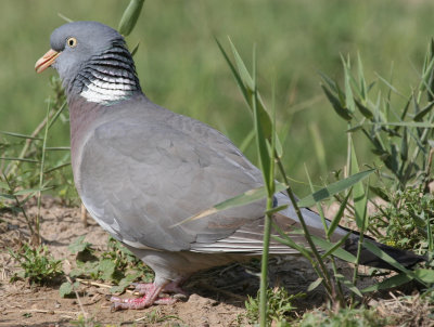 Common Woodpigeon