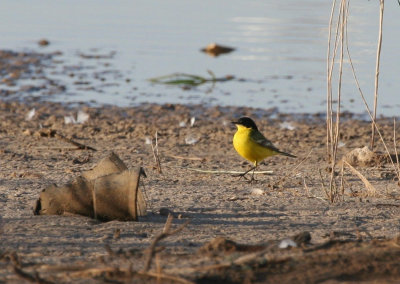 Yellow Wagtail