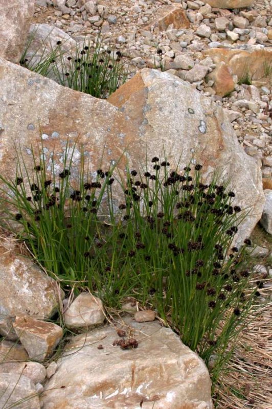 Grass at Mount Edith Cavell