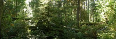 Cathedral Grove II