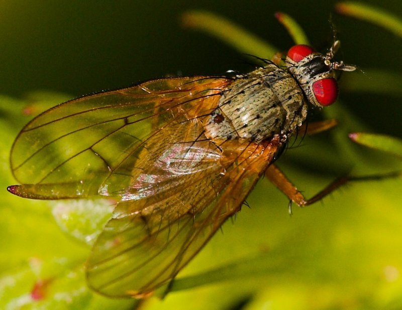 Fly