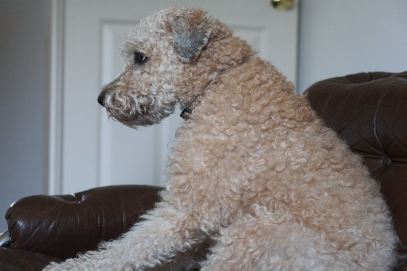 Misty watching TV