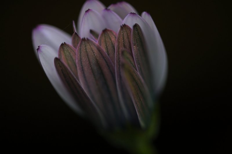 Embrace