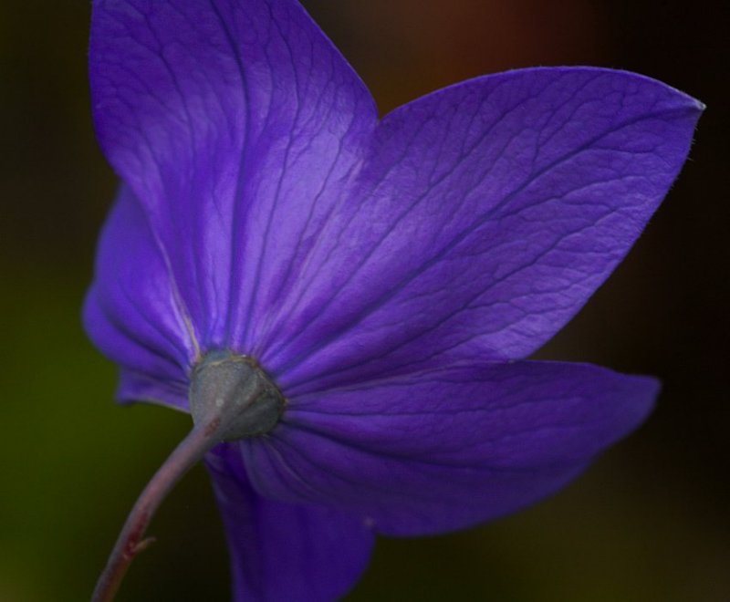 Simply Purple