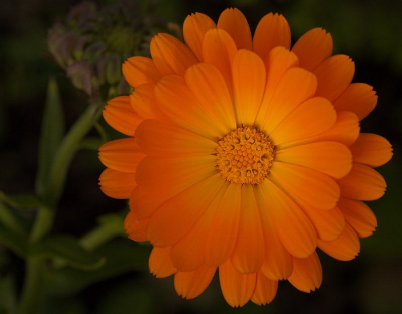 Lasting beauty