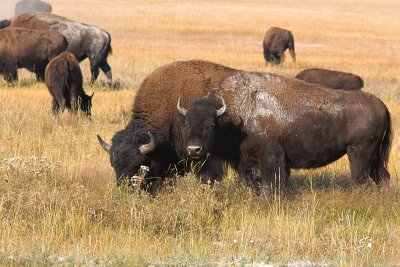 Bisons in Yellow Stone NP