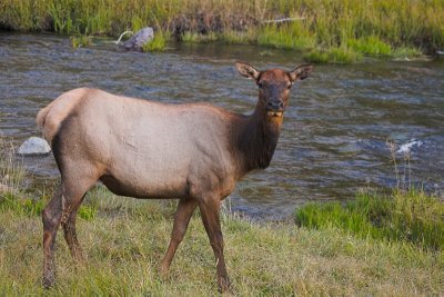 Elk in Yellow Stone NP