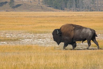 Bison in Yellow Stone NP