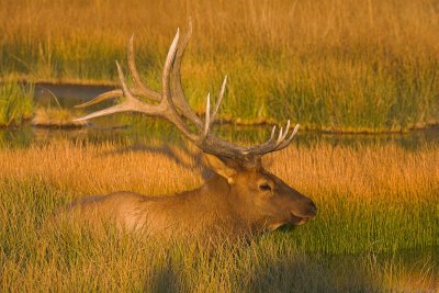 Sunset Elk