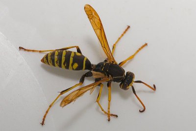 Wasp