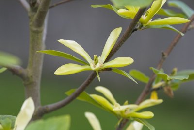 Magnolia