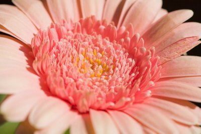 Pink Daisy