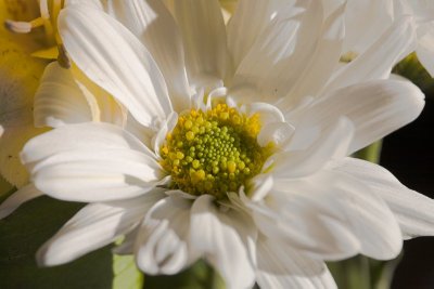 White Daisy