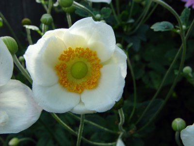 White Flower