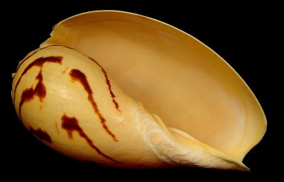 Baler Shell