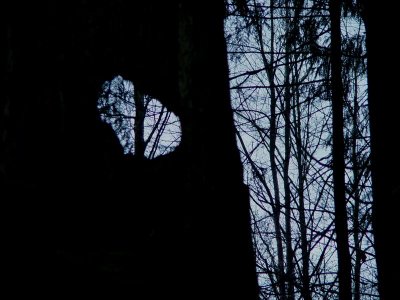 Tree's Eye View
