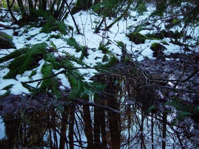 Snow and Reflection
