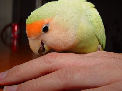 Playful Love Bird