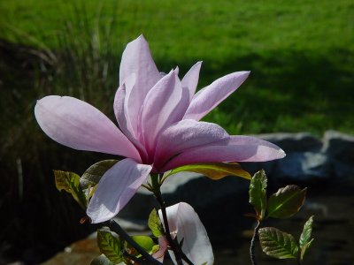 Magnolia