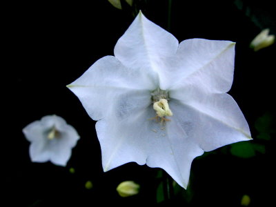 White Flowers