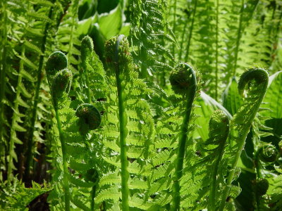 Fern