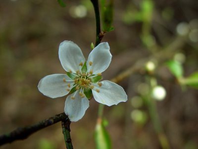 Gentle White Flower