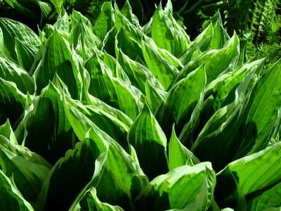 Hosta