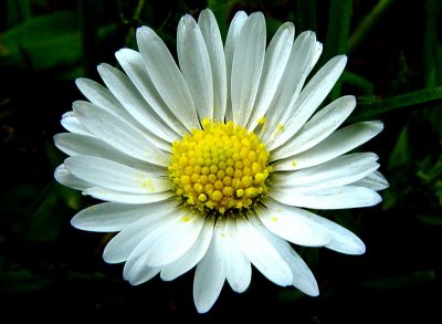 White Daisy