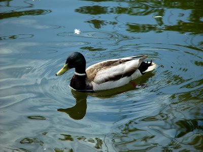 I am Drake (male Mallard Duck)