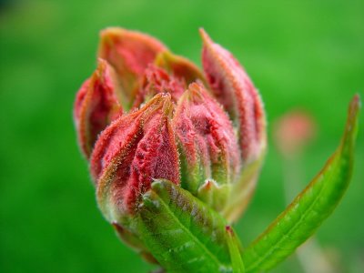 Budding Rhodon