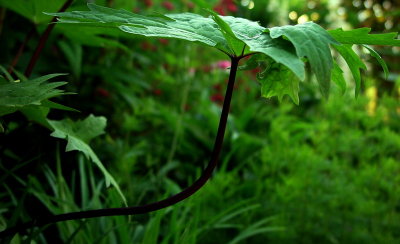 Canopy