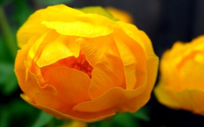 Orange Globe Flower