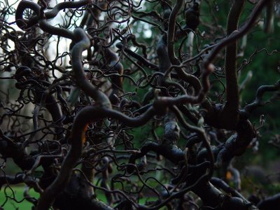 Through the Tendrils